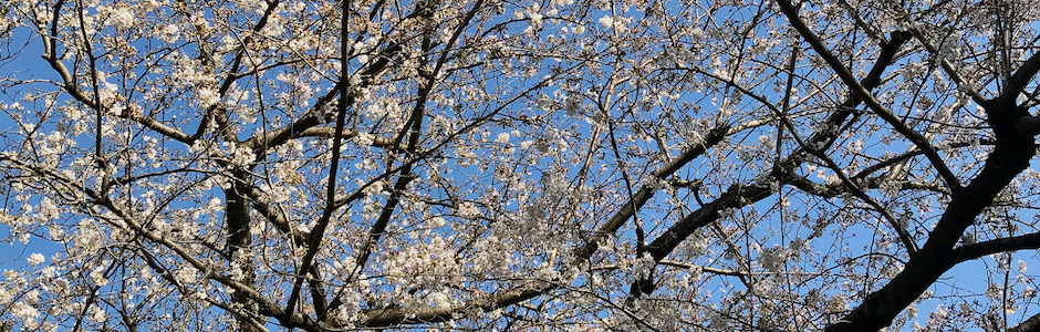 例年より早く咲きはじめた桜