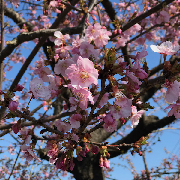 河津桜