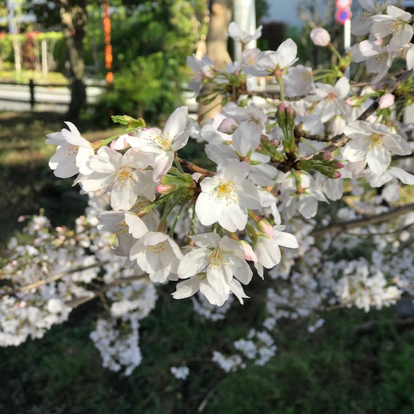 桜、近影