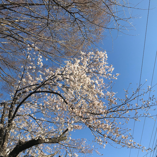 桜、五分咲き
