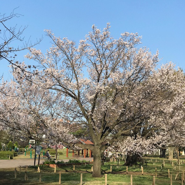 中央公園の桜