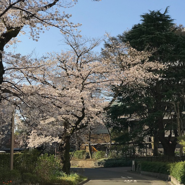 公団住宅の桜