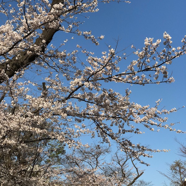 桜満開