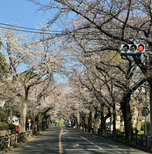 電通通りの桜