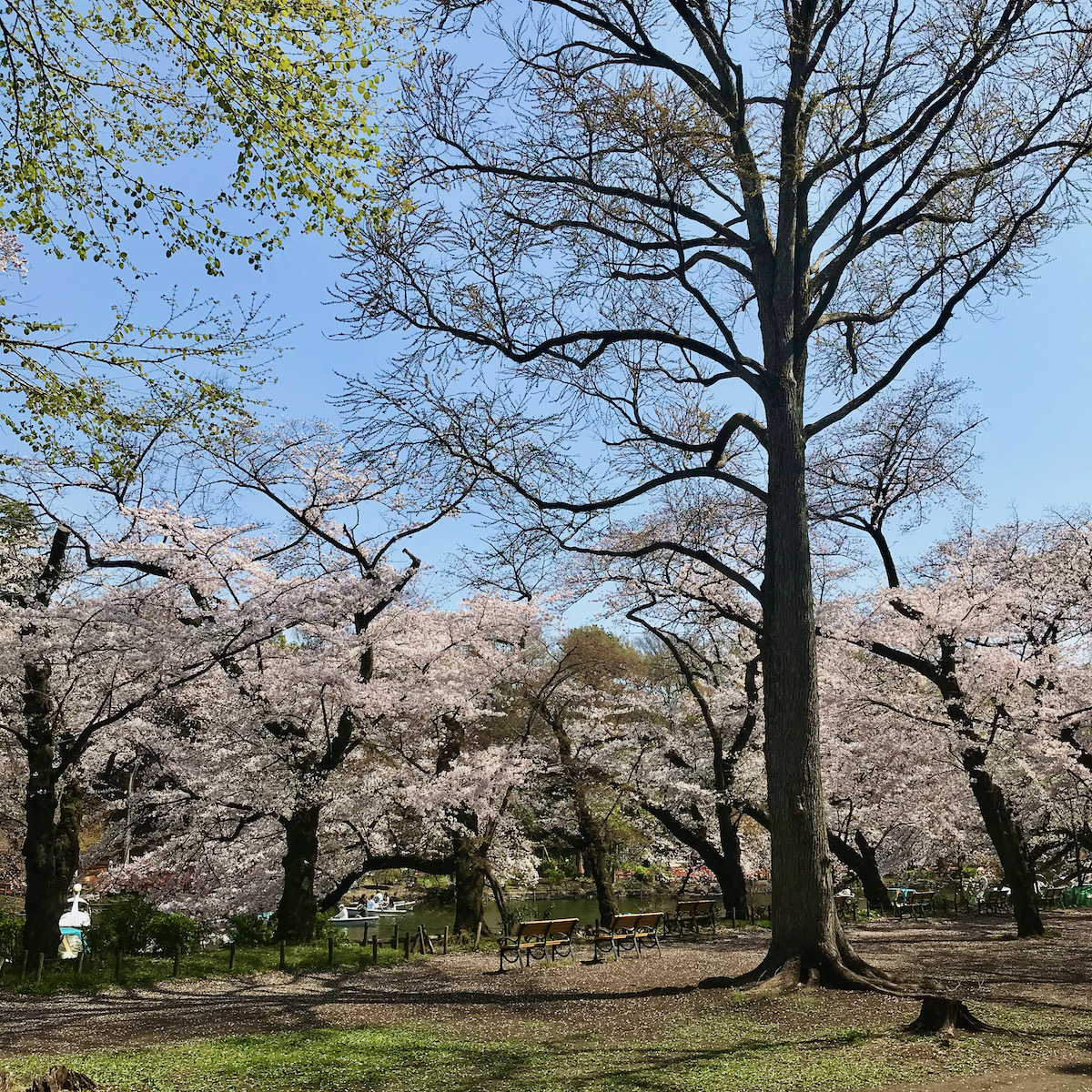 井の頭公園の桜