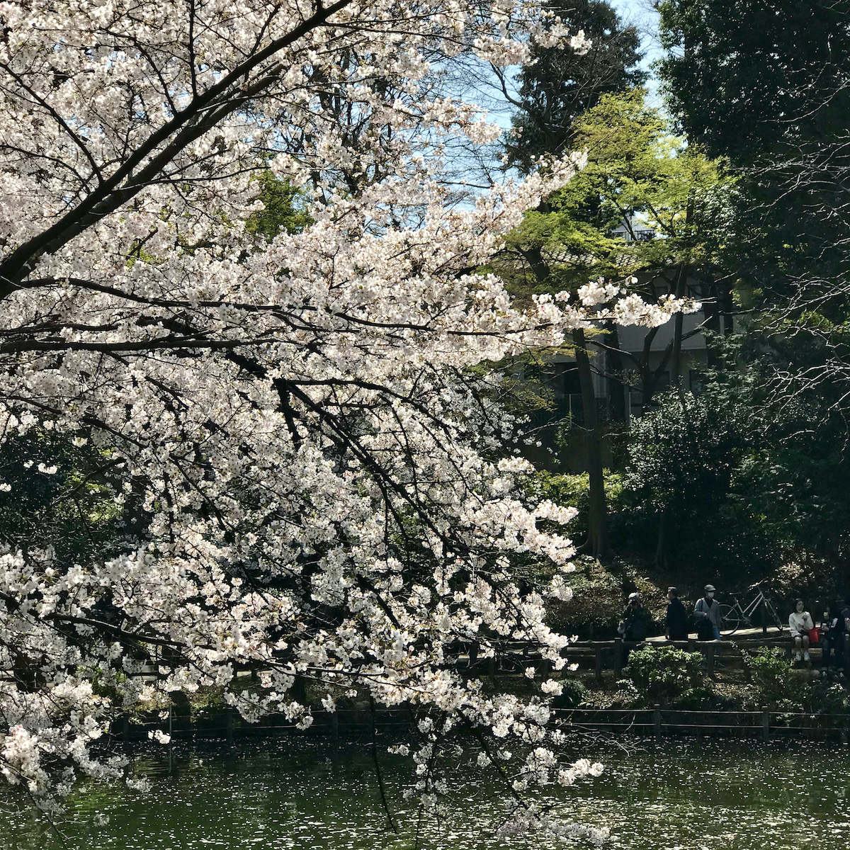 井の頭公園の桜