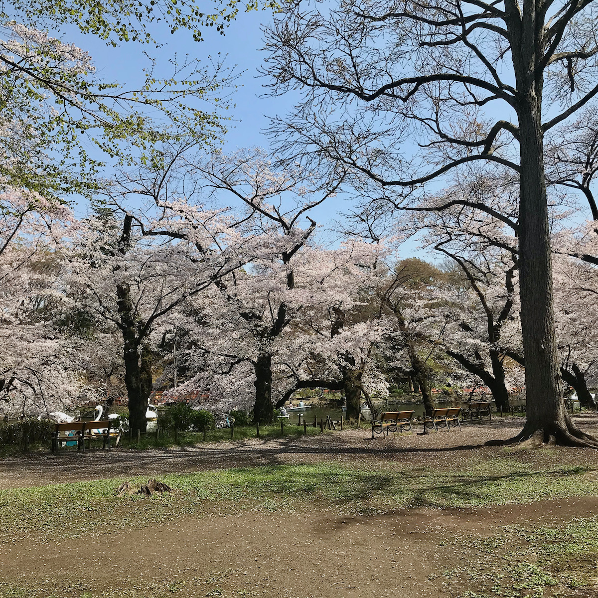 井の頭公園の桜