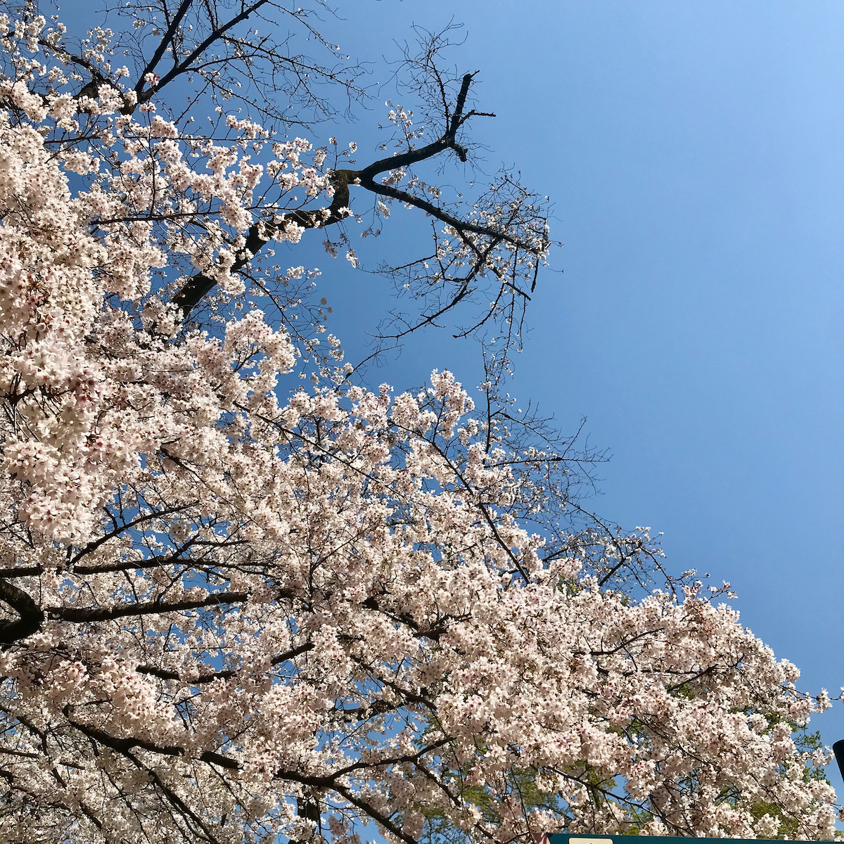 井の頭公園の桜