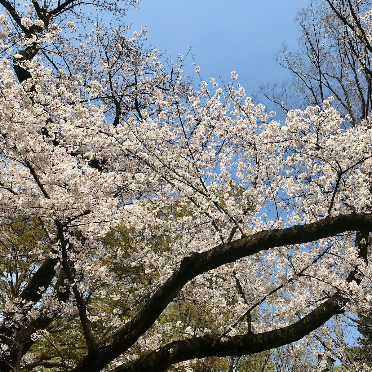 井の頭公園の桜