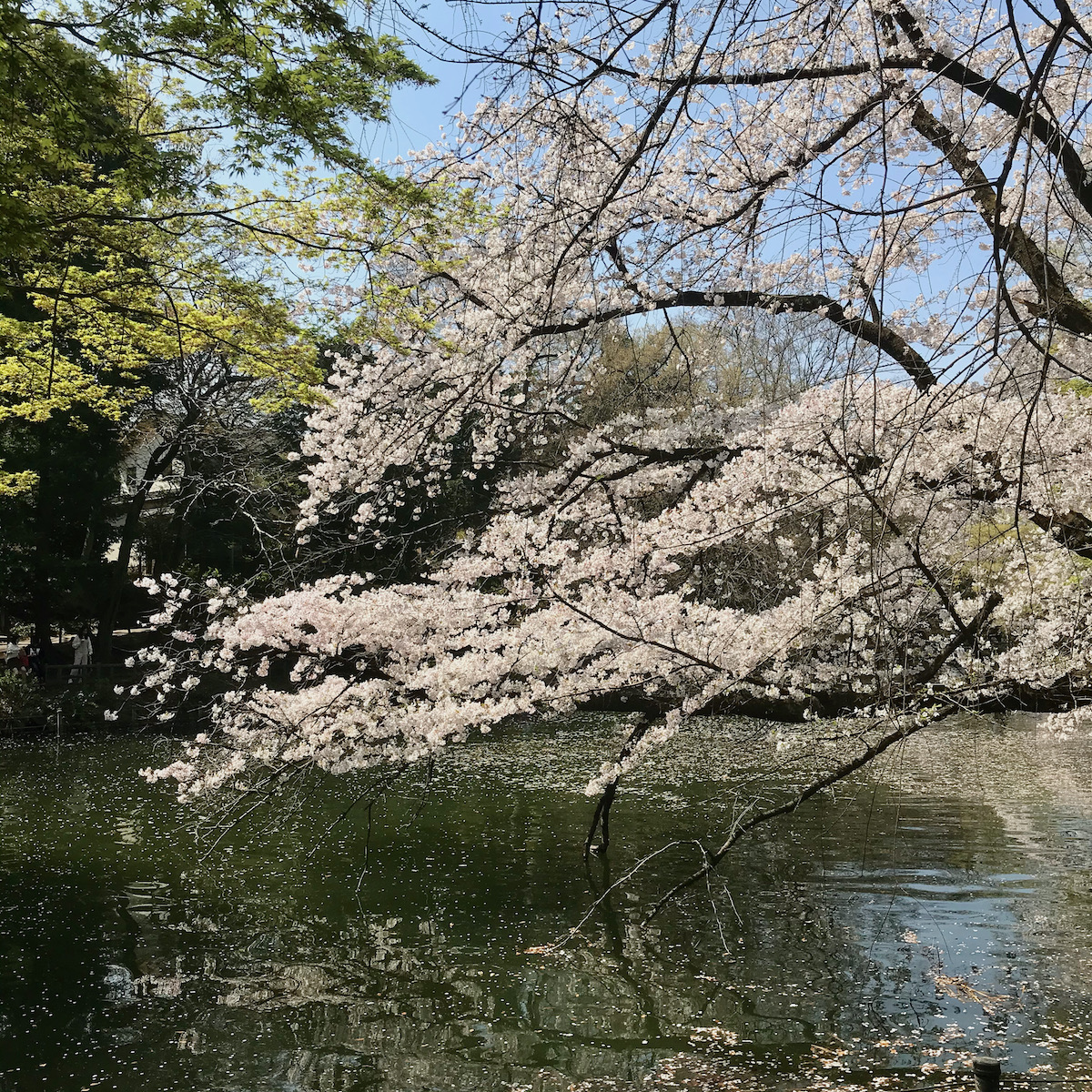 井の頭公園の桜