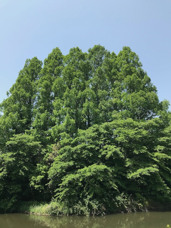 武蔵関公園のメタセコイア