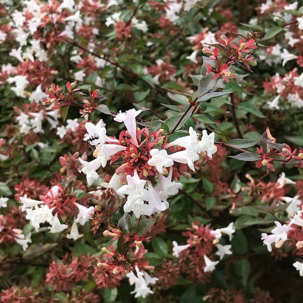 芙蓉の花