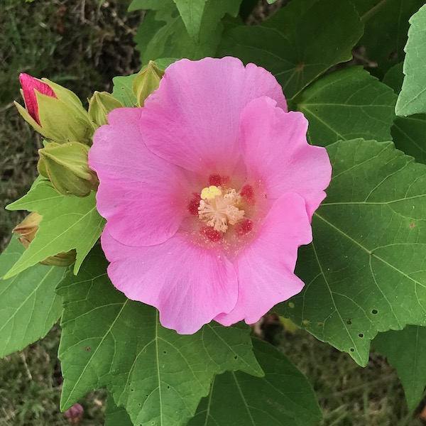 アベリアの花