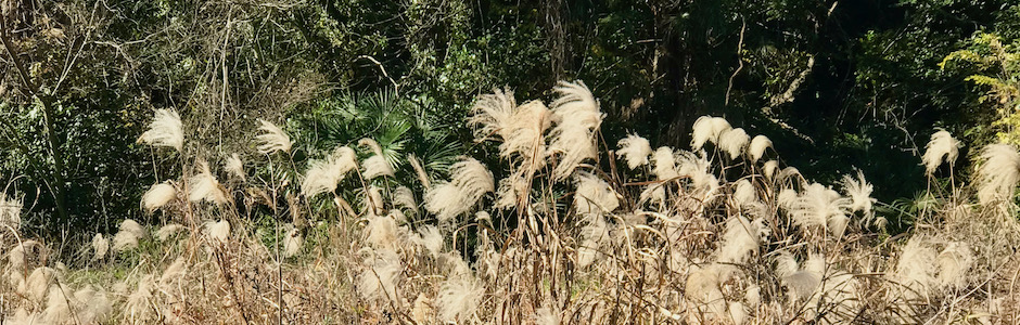 神代植物公園、水生植物園のススキ