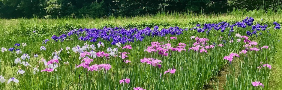神代植物公園の花菖蒲