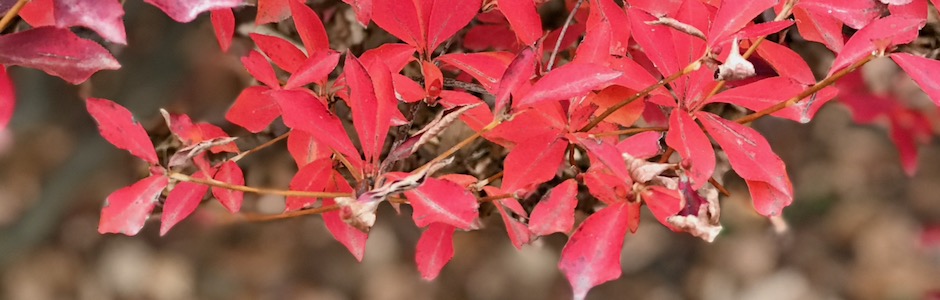 紅葉