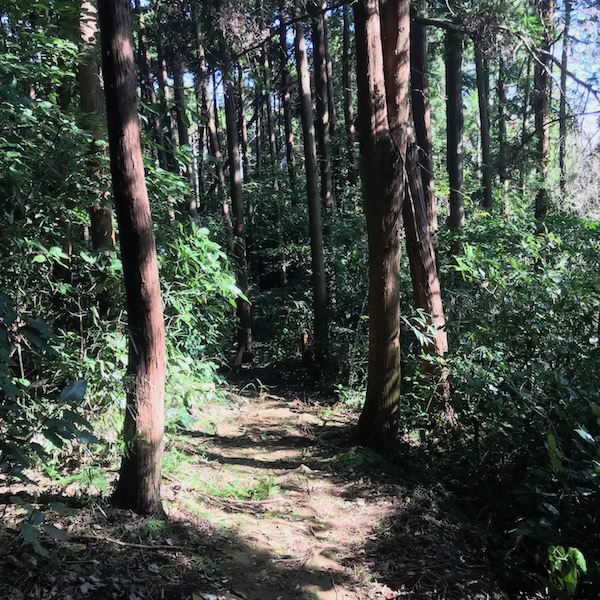 横浜の山道