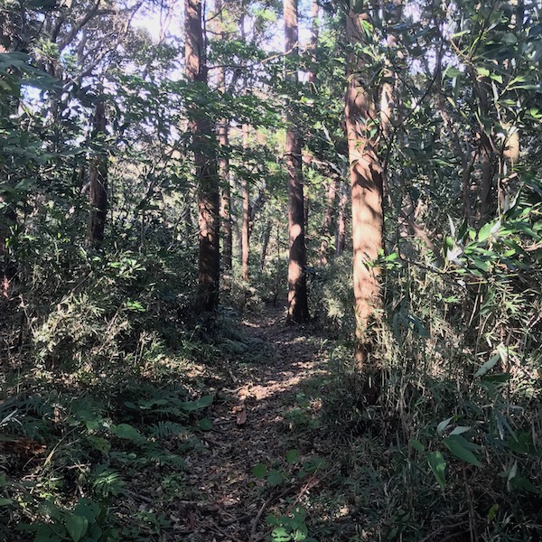 横浜の山道