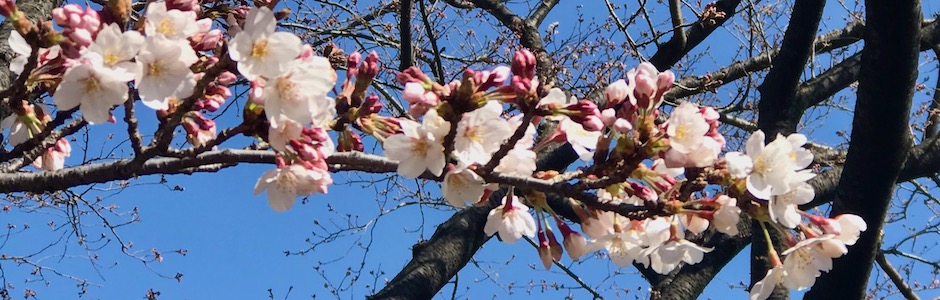 開花したばかりの桜