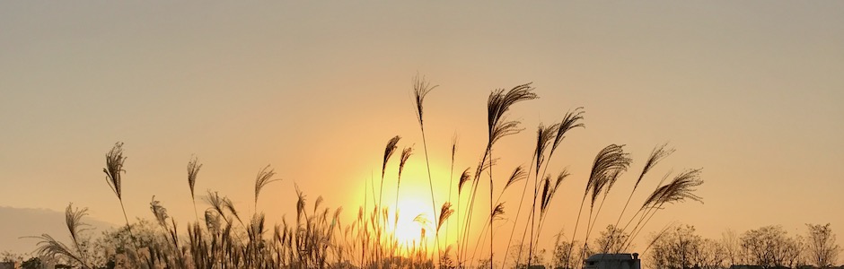 ススキの揺れる夕暮れ