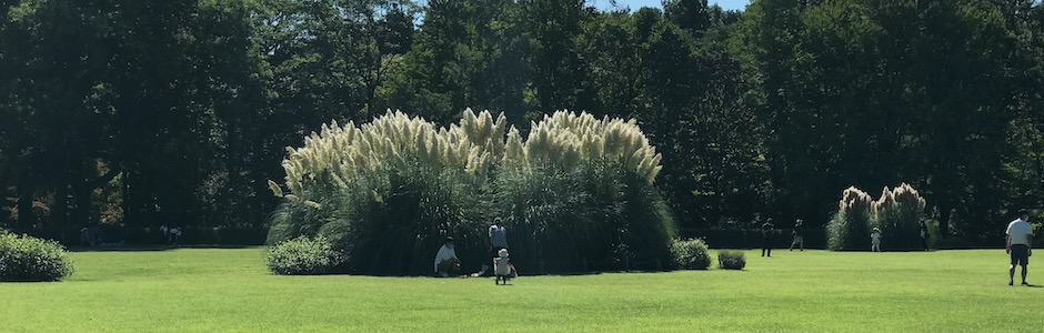 神代植物公園のパンパスグラス
