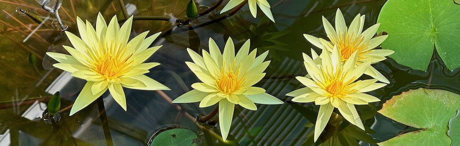 神代植物公園のスイレン