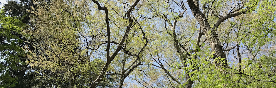 井の頭公園の新緑