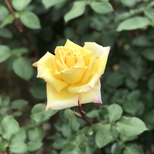 神代植物公園の黄色いバラ