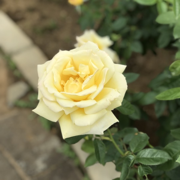 神代植物公園の黄色いバラ