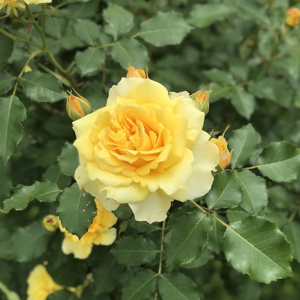 神代植物公園の黄色いバラ
