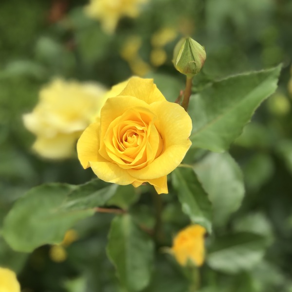 神代植物公園の黄色いバラ
