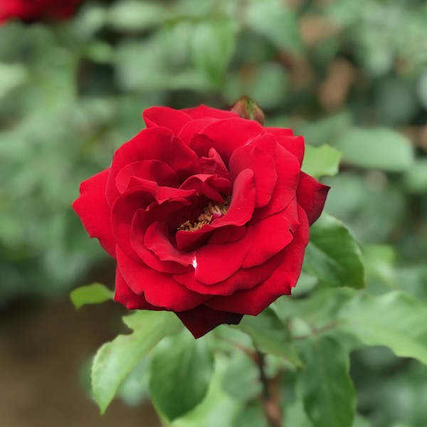 神代植物公園の赤いバラ