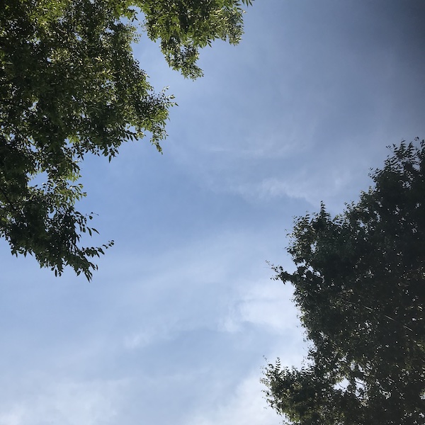 空と木の枝