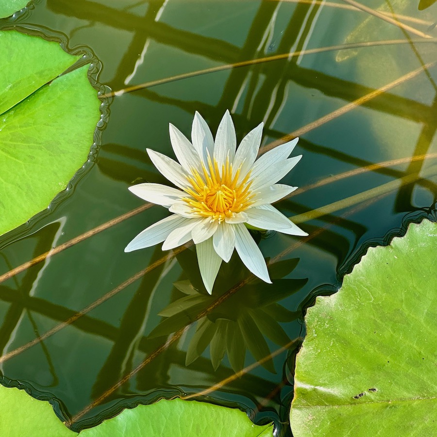 白い熱帯スイレン