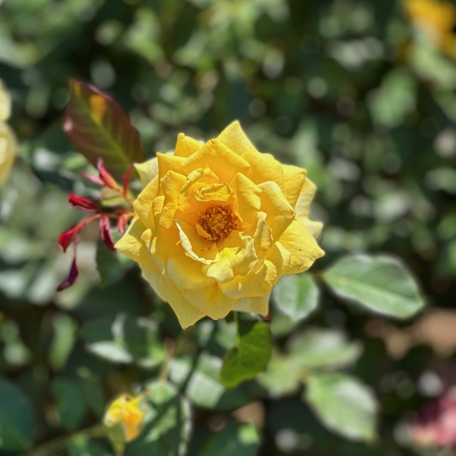 黄色の秋バラ