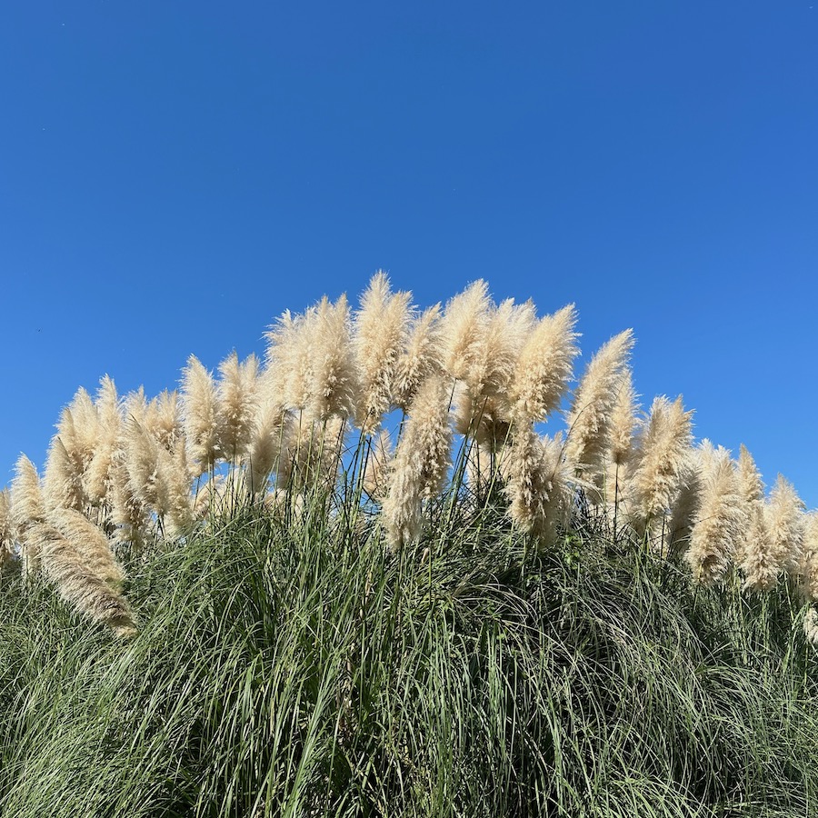 パンパスグラス