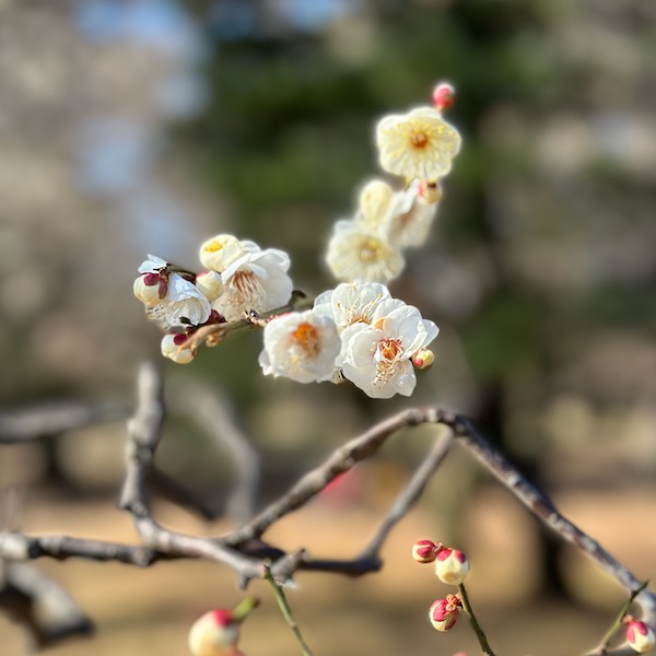 白梅