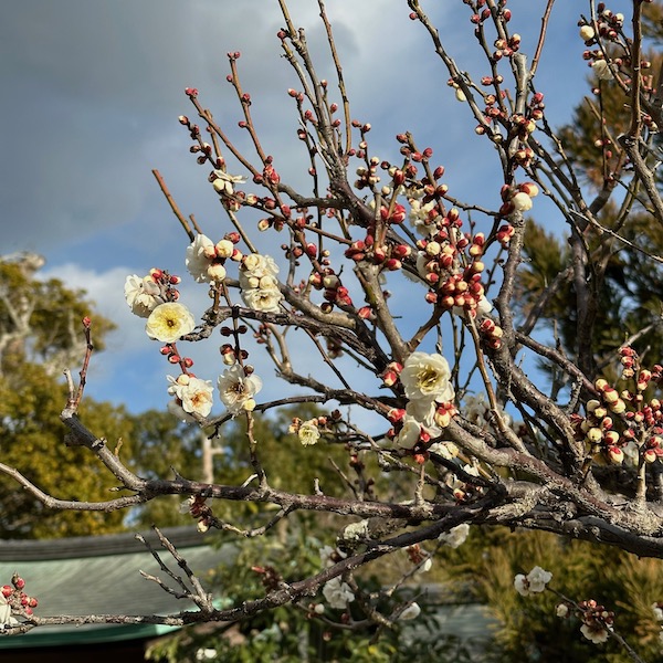 鶴岡八幡宮の白梅