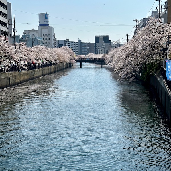 川沿いの桜