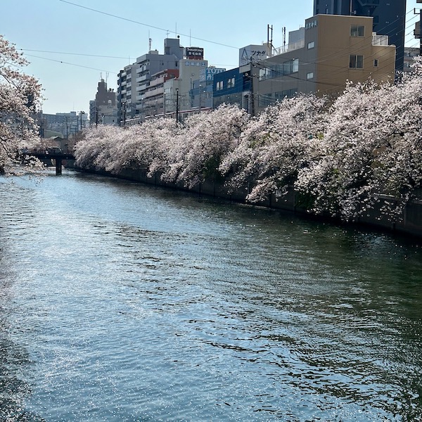 川沿いの桜