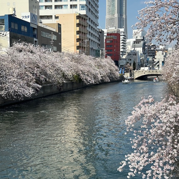 川沿いの桜