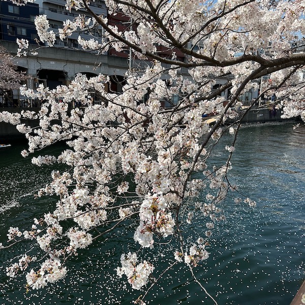 川沿いの桜