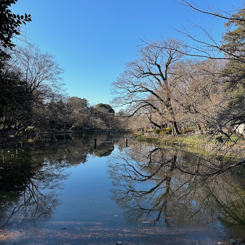 ボートのない井の頭公園の池