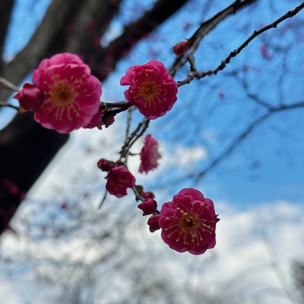 寒紅梅