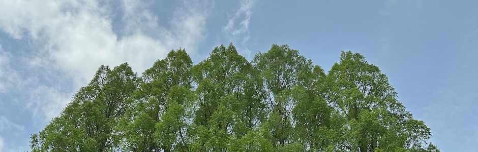 神代植物公園の噴水