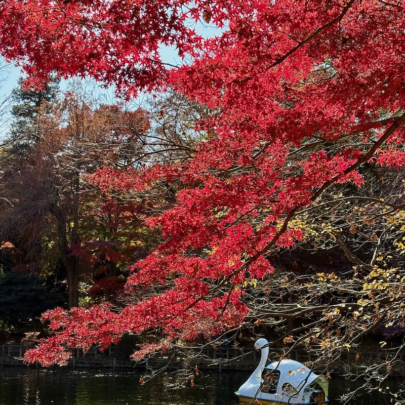 井の頭公園の紅葉