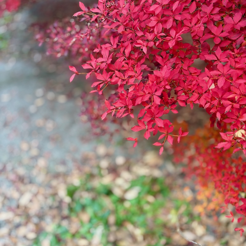 紅葉