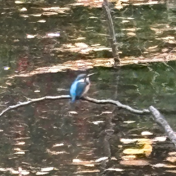 武蔵関公園の野鳥