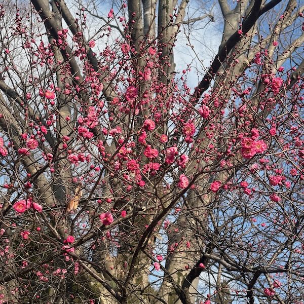 紅梅（八重寒紅）