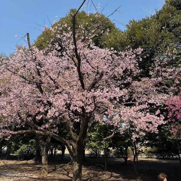 大寒桜